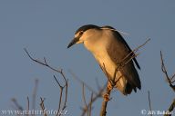 Kvakoš noční - Nycticorax nycticorax Kvakoš noční - Nycticorax nycticorax: Kvakoš noční nosí své jméno zcela po právu. Za…