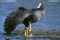 Lyska černá - Fulica atra Lyska černá - Fulica atra: Na rozlehlých vodních plochách, v zimě pak na…