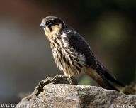 Ostříž lesní – Falco subbuteo Ostříž lesní – Falco subbuteo : Ostříž lesní patří k nejmenším dravcům, avšak…
