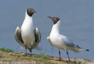 Racek chechtavý - Larus ridibundus Racek chechtavý - Larus ridibundus: Racek chechtavý je nejhojnějším a nejznámějším…