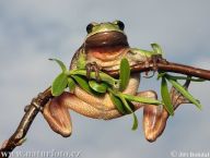Pískovny a jejich ochrana Pískovny a jejich ochrana: Vzhledem k tomu, že pozornost k pískovnám se začíná…