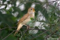 Slavík obecný – Luscinia megarhynchos Slavík obecný – Luscinia megarhynchos: Slavík obecný je právem označován za nejlepšího…
