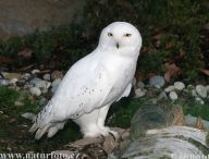 Jak se polární zvířata brání chladu ? Jak se polární zvířata brání chladu ?: V každém zeměpisném pásmu žijí zvířata. Aby tam…