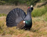 Šéfové národního parku chtějí kácet přímo mezi líhnoucími se kuřaty vzácných tetřevů Šéfové národního parku chtějí kácet přímo mezi líhnoucími se kuřaty vzácných tetřevů: neděle 12. června 2011.
Šéfové národního parku na…