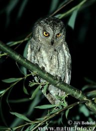 Výreček malý - Otus scops Výreček malý - Otus scops: Kdo si nemůže představit výrečka malého a ptá se zda…