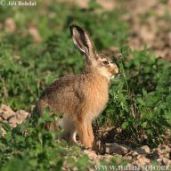Králík nebo zajíc? Králík nebo zajíc?: Na jednu stranu jsou si tyto dva druhy velice…