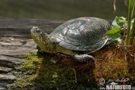 Želva bahenní – Emys orbicularis Želva bahenní – Emys orbicularis: Naše jediná původní, avšak kriticky ohrožená želva.…