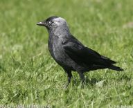 Kavka obecná - Corvus monedula Kavka obecná - Corvus monedula: Kavka obecná je velice společenský pták, který někdy…