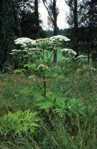 Bolševník velkolepý - Heracleum mantegazzianum Bolševník velkolepý - Heracleum mantegazzianum: Jedovatá invazní rostlina.