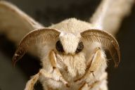 Hedvábí - ušlechtilé vlákno, jehož výrobu řídí motýli Hedvábí - ušlechtilé vlákno, jehož výrobu řídí motýli: Hedvábí se již po dlouhá tisíciletí prodává z…