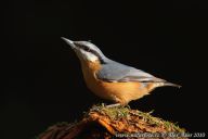 Brhlík lesní – Sitta europaea Brhlík lesní – Sitta europaea: Brhlík lesní je na první pohled snadno…