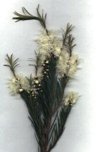 Síla australského čajovníku Síla australského čajovníku: Výraz Tea Tree máme nejčastěji spojený s aromatickým…