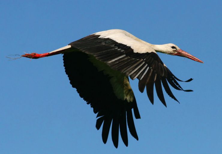 zobrazit detail snímku: Čáp bílý (Ciconia ciconia).