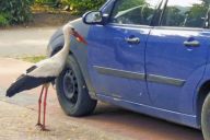 Agresivní čáp napadal umyté a naleštěné auto Agresivní čáp napadal umyté a naleštěné auto: Setkali jste se už také s tím, že čáp útočí na…