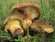 Čechratka podvinutá - Paxillus involutus : V nejnovějších textech týkajících se…