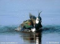 Už se těšíte na jarní procházku přírodou? Spojte ji s mapováním čejky chocholaté! Už se těšíte na jarní procházku přírodou? Spojte ji s mapováním čejky chocholaté!: Praha, 21. března 2013. Česká společnost…