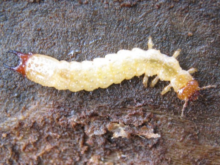 zobrazit detail snímku: larva Dendroides canadensis