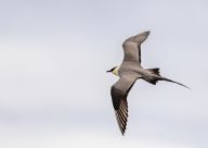 Chaluha malá, pirátka severního pobřeží, jedna z nich už od nás zpátky neodletí Chaluha malá, pirátka severního pobřeží, jedna z nich už od nás zpátky neodletí: Chaluha malá (Stercorarius longicaudus) je pták,…