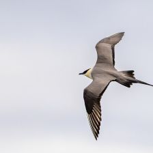 Chaluha malá, pirátka severního pobřeží, jedna z nich už od nás zpátky neodletí Chaluha malá, pirátka severního pobřeží, jedna z nich už od nás zpátky neodletí