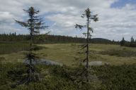 Druhová a územní ochrana přírody. Oboje má svá pro a proti Druhová a územní ochrana přírody. Oboje má svá pro a proti: Chránit přírodu, v níž žijeme a z níž pocházíme, by…
