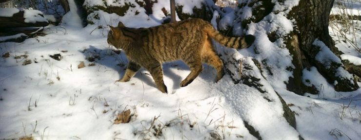 zobrazit detail snímku: Kočka divoká na fotopasti