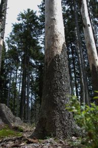 Na Moravě se blíží kůrovcová kalamita s nejvyšší intenzitou za posledních dvacet let Na Moravě se blíží kůrovcová kalamita s nejvyšší intenzitou za posledních dvacet let : Horko a sucho letošního léta stojí za velkým…