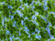 Chloroplast má i další velmi důležitou funkci, krom fotosyntézy, zjistili vědci Chloroplast má i další velmi důležitou funkci, krom fotosyntézy, zjistili vědci: Když se řekne chloroplast, každý si představí stejný…