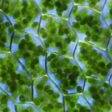 Chloroplast má i další velmi důležitou funkci, krom fotosyntézy, zjistili vědci Chloroplast má i další velmi důležitou funkci, krom fotosyntézy, zjistili vědci