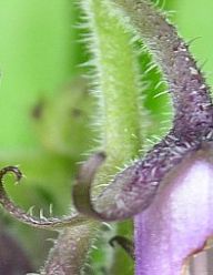 Chlupy u rostlin Chlupy u rostlin: Chlupy u rostlin, to nejsou jen takové bezvýznamné…