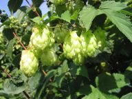 Chmel otáčivý na psychiku i sexuální zdraví Chmel otáčivý na psychiku i sexuální zdraví: Když se řekne chmel, vybaví se vám jistě především…