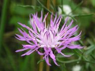 Chrpa luční - Centaurea jacea Chrpa luční - Centaurea jacea: Chrpa luční, chrpina luční, nebo chcete-li, chrpa…