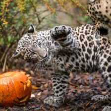 Podzimní „Afrika“ s dýněmi Podzimní „Afrika“ s dýněmi