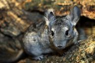 Německo zpřísňuje podmínky pro chov Německo zpřísňuje podmínky pro chov