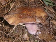 Čirůvka fialová - Lepista nuda Čirůvka fialová - Lepista nuda: Houba fialová odshora až dolů. Jedna z…