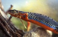 Čolek horský - Triturus alpestris Čolek horský - Triturus alpestris: Na naší planetě žije poměrně velké množství druhů…
