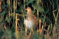 Chřástal polní - Crex crex Chřástal polní - Crex crex: Bylo to někdy v první polovině osmdesátých let, kdy…