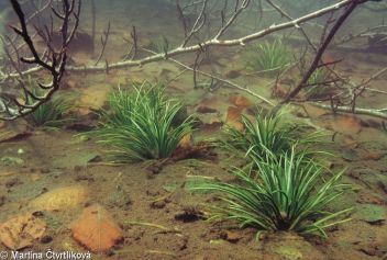 Šídlatka jezerní - Isoetes lacustris L. - klikněte pro zobrazení detailu Šídlatka jezerní - Isoetes lacustris L. - klikněte pro zobrazení detailu
