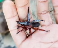 Nově objevený thajský pavouk je z půlky samec, z půlky samice Nově objevený thajský pavouk je z půlky samec, z půlky samice: Vědecký svět obletěla zpráva o objevu, která by se…