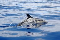 Delfíni v Praze – cirkus bude! Delfíni v Praze – cirkus bude!: Český národ pravda nedisponuje mořem, ale touha po…