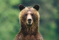 Jedna země, čtyři rozdílné obrazy Jedna země, čtyři rozdílné obrazy: Pohled na divokou Kanadu během všech ročních období…