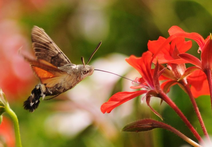 zobrazit detail snímku: Dlouhozobka svízelová (Macroglossum stellatarum).