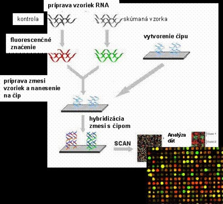 zobrazit detail snímku: Princíp technológie DNA čipov