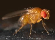 Octomilka - Drosophila - nevítaný návštěvník našich domovů Octomilka - Drosophila - nevítaný návštěvník našich domovů : Tato drobná asi 2 milimetrová muška si pochutnává na…