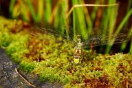 Šídlo modré - Aeshna cyanea Šídlo modré - Aeshna cyanea: Šídlo modré patří mezi naše hojné a velké druhy, v…