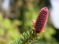 Teplo a semenný rok smrku - pyl všude kam se podívám Teplo a semenný rok smrku - pyl všude kam se podívám: Snad každý si na svém autě, oknech či dalších…