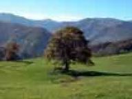 Dub - 'krásný strom' Dub - 'krásný strom': Duby (Quercus) patří do čeledi bukovitých. Slovo…