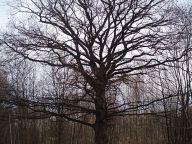 Končí leden alá březen začíná leden takový jak ho známe Končí leden alá březen začíná leden takový jak ho známe: Letos lidé nějak dřív poschovávali vánoční výzdobu,…