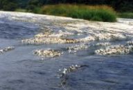 Sinice - aktuální problém našich vod Sinice - aktuální problém našich vod: Kdo by neznal situaci, kdy člověk přijede na…