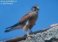 Poštolka obecná - Falco tinnunculus Poštolka obecná - Falco tinnunculus: Pokud uvidíte menšího dravce, jak se třepotá nad…