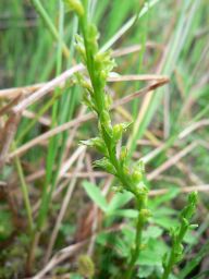 Dlouho nezvěstná a znovu nalezená Měkkyně bahenní Dlouho nezvěstná a znovu nalezená Měkkyně bahenní: Při sledování pohnutých osudů této vstavačovité…